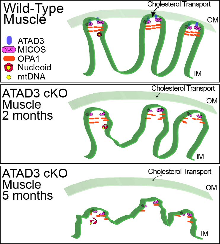 ATAD3 mitochondrial model